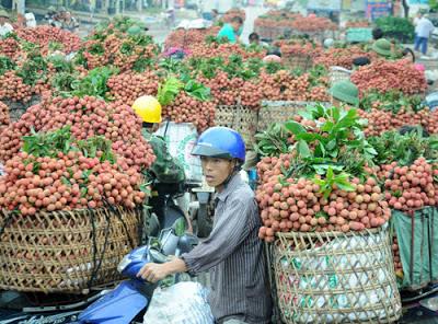 Bắc Giang: Vải thiều ra hoa đạt khoảng 95%