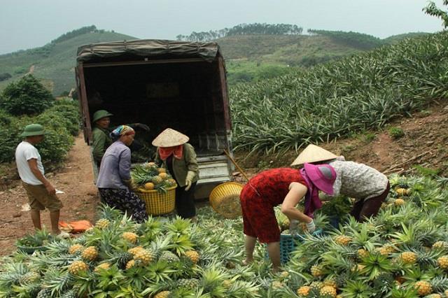 Bắc Giang: Triển khai các biện pháp hỗ trợ tiêu thụ nông sản