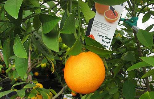 Xây dựng mô hình trồng cam giống mới