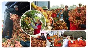 Hành trình đưa trái ngọt vượt đại dương