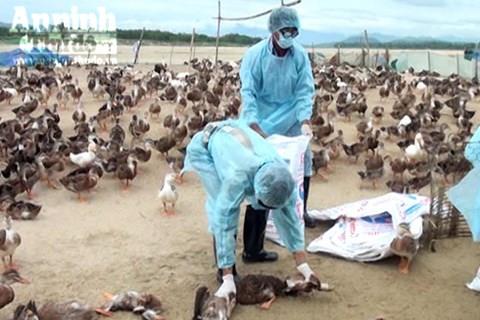 Bắc Giang tiêu hủy 5.500 con vịt giống