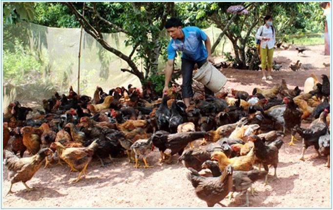 Xây dựng cơ sở chăn nuôi gà an toàn tại Yên Thế