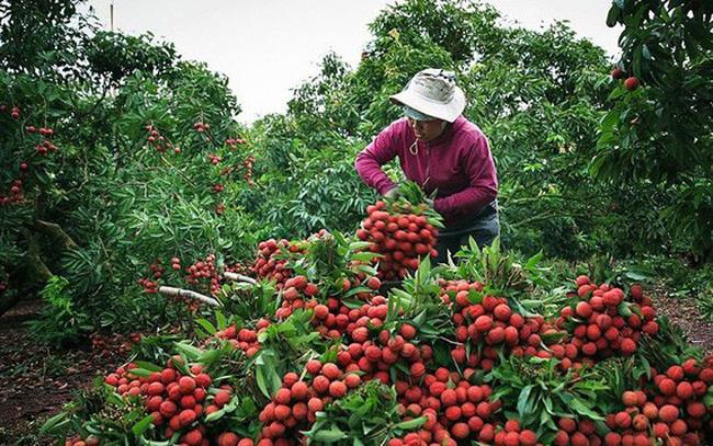 Chia Bắc Giang: Vải thiều đang tiêu thụ thuận lợi, thu hoạch khoảng 80 nghìn tấn