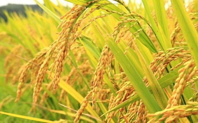 Bang Telangana chuẩn bị ban hành chính sách lúa gạo mới