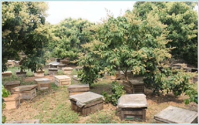 Khoảng 300 nghìn đàn ong khai thác mật hoa vải thiều Lục Ngạn