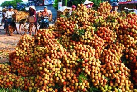 Kỷ lục 10 năm: Vải thiều Bắc Giang mất mùa, giá tăng mạnh