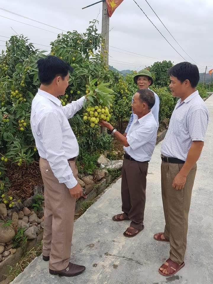 Lục Ngạn dự kiến vải thiều sớm thu hoạch từ 25/5/2019