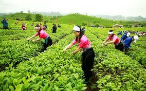 Việt Nam là đối tác xuất khẩu trà/ chè lớn nhất vào Đài Loan trong năm 2019