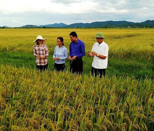 Bắc Giang: Hỗ trợ phát triển vùng nguyên liệu chế biến, xuất khẩu vụ Đông Xuân 2021-2022