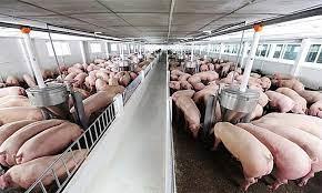 Phối hợp hỗ trợ tiêu thụ sản phẩm lợn thịt của tỉnh Lâm Đồng