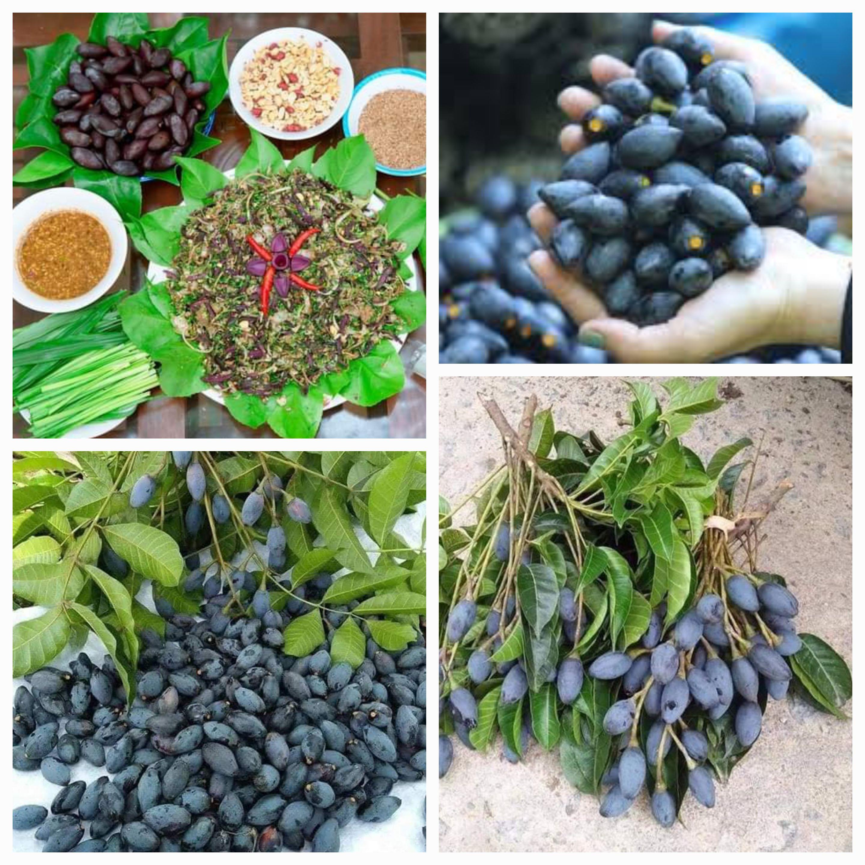  Trám đen Hoàng Vân – tinh túy ẩm thực Việt đặc sản nức tiếng 