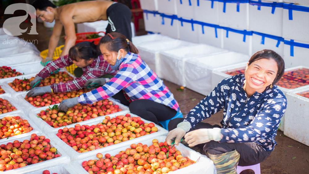 Vụ vải thiều năm nay: Nông dân Bắc Giang vui như hội