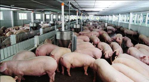 Thịt lợn rẻ hơn rau, Bộ Nông nghiệp "cầu cứu" Thủ tướng